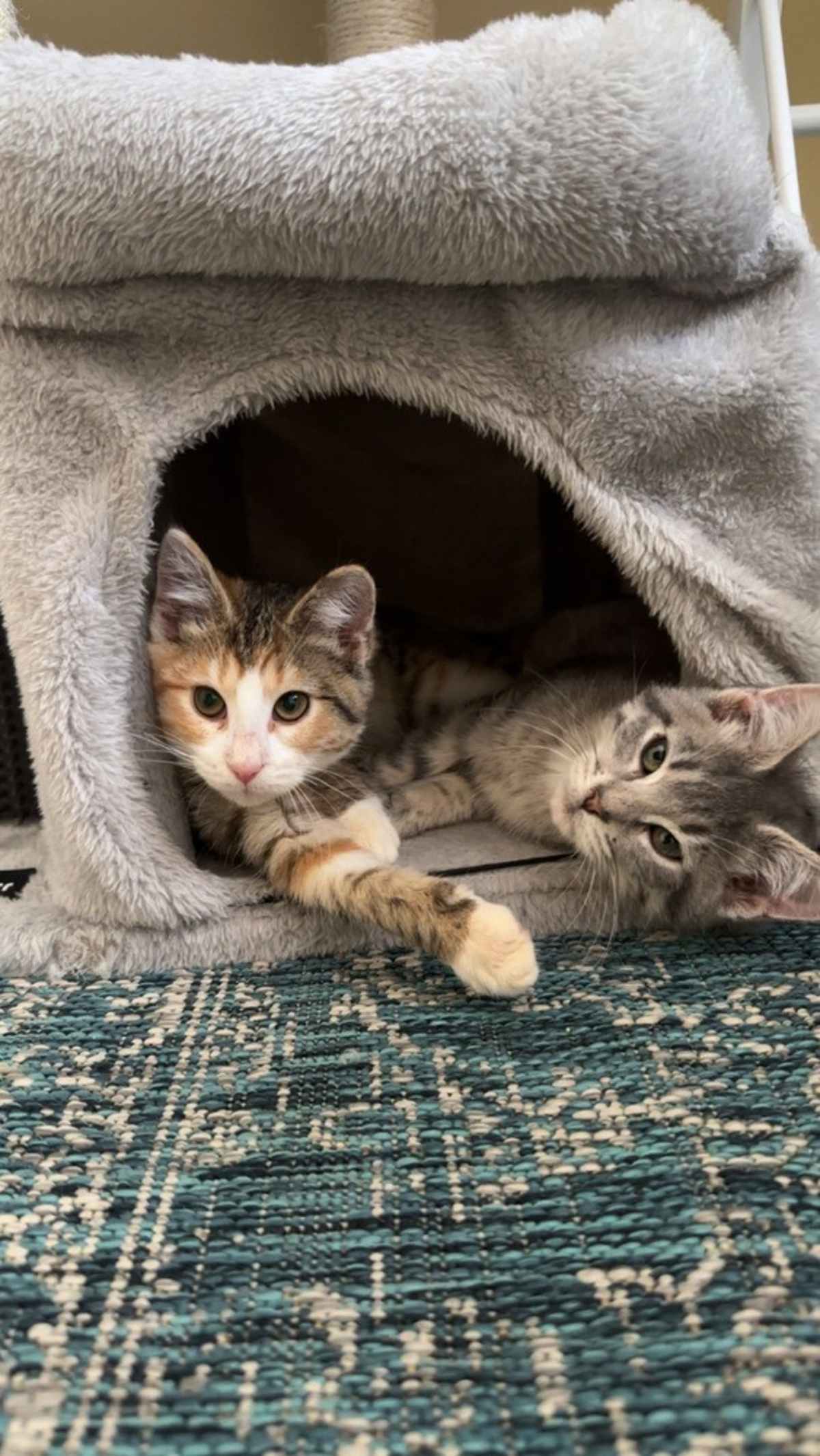 DEWEY (BONDED WITH DAISY) - Domestic Shorthair available for adoption