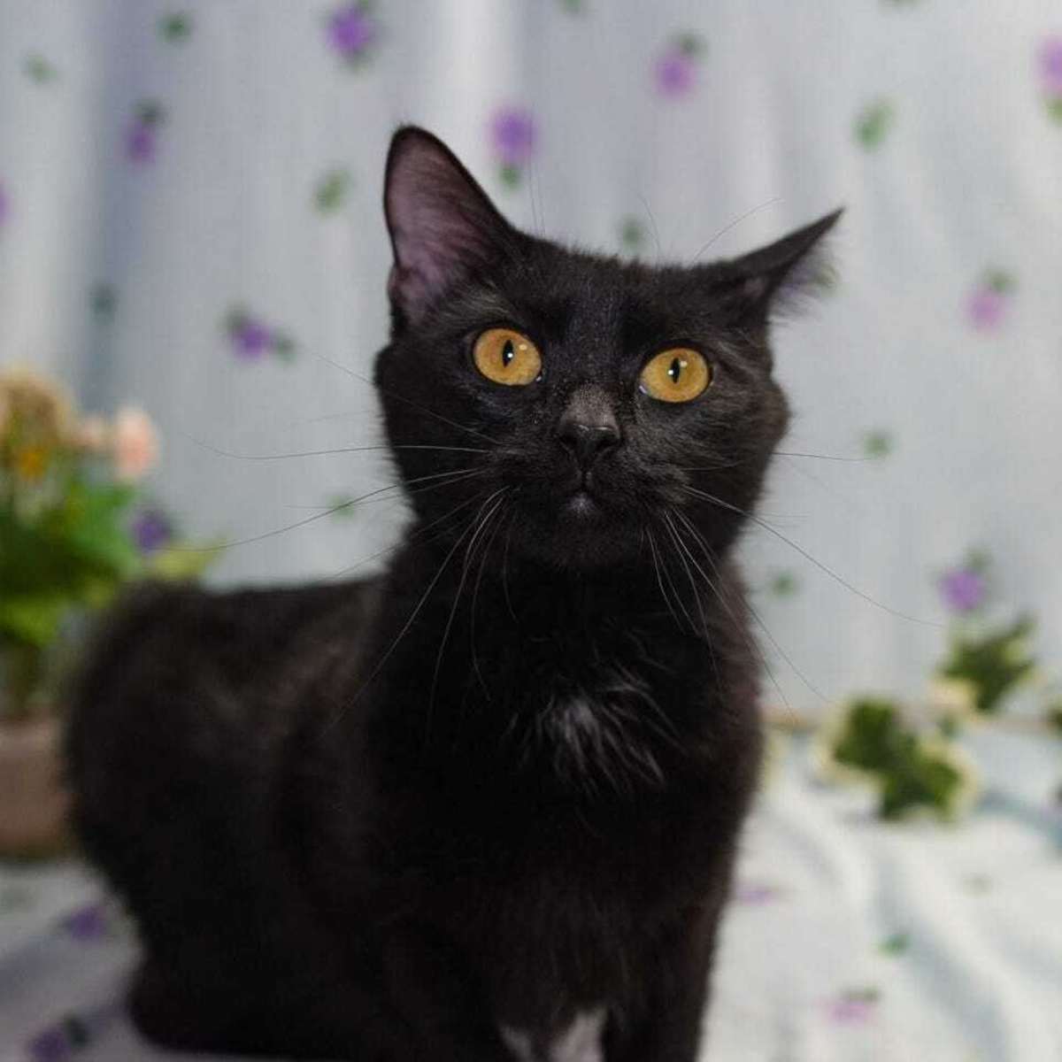 BETTY BOOP - Domestic Shorthair available for adoption