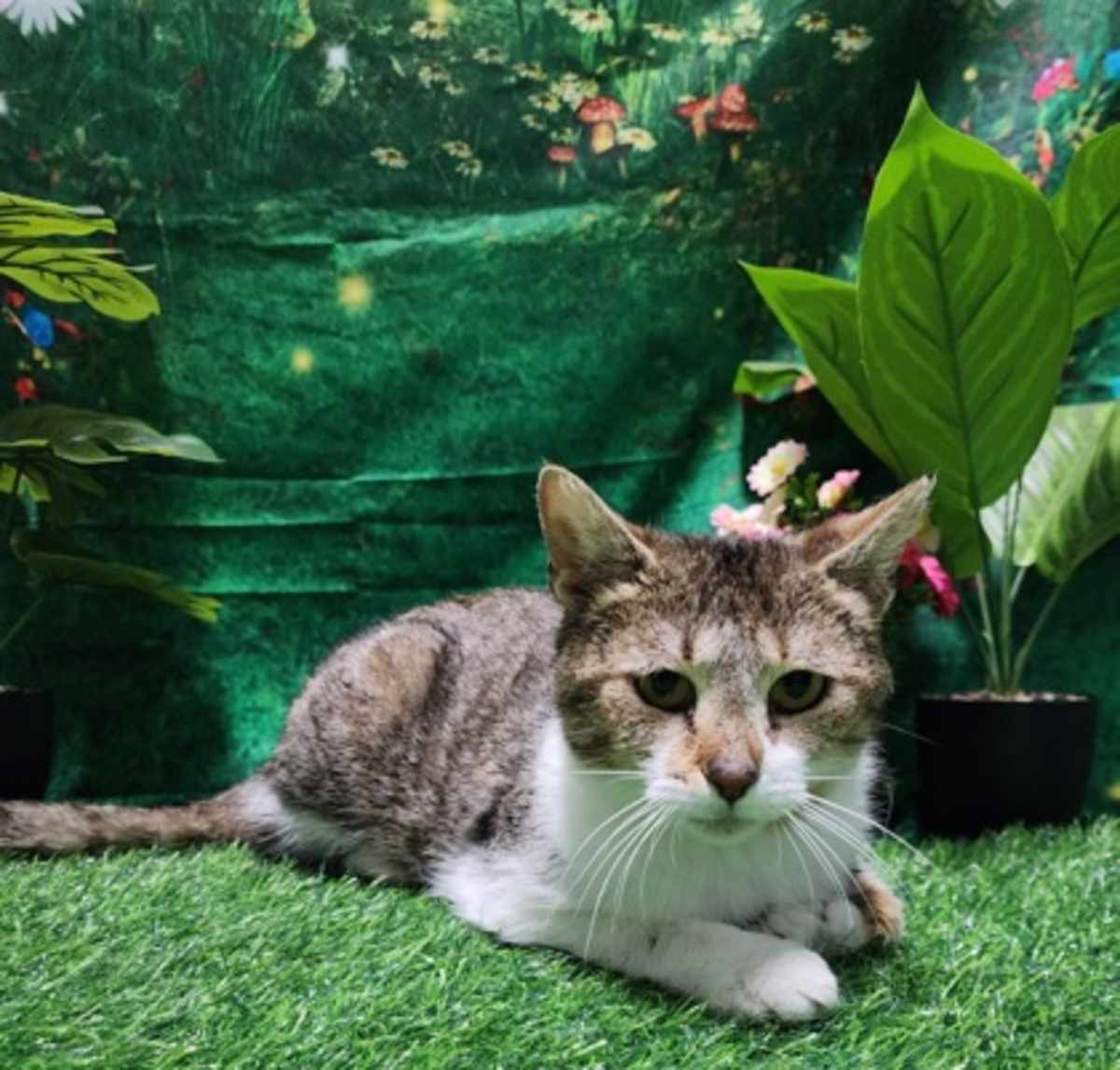 GALE - Domestic Shorthair for adoption in Greensboro