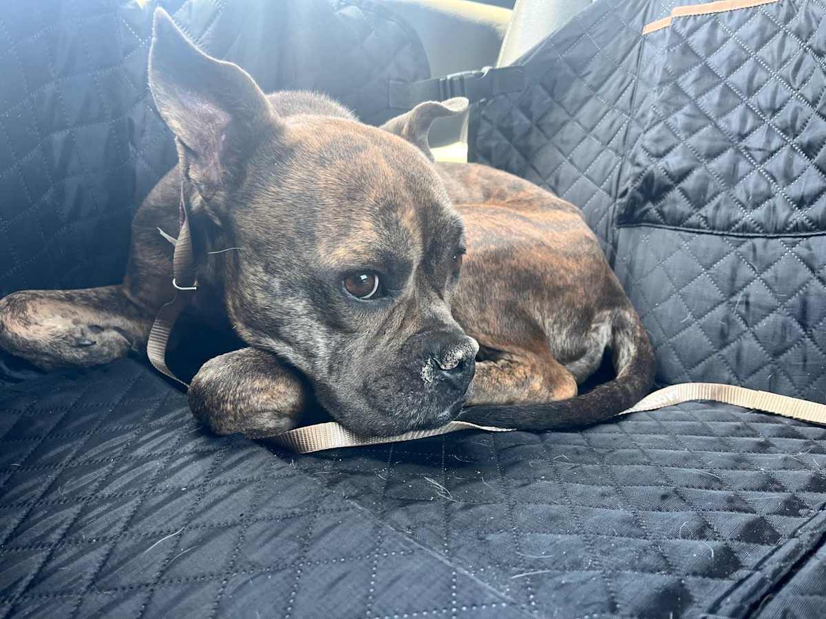 BAMBI - French Bulldog available for adoption