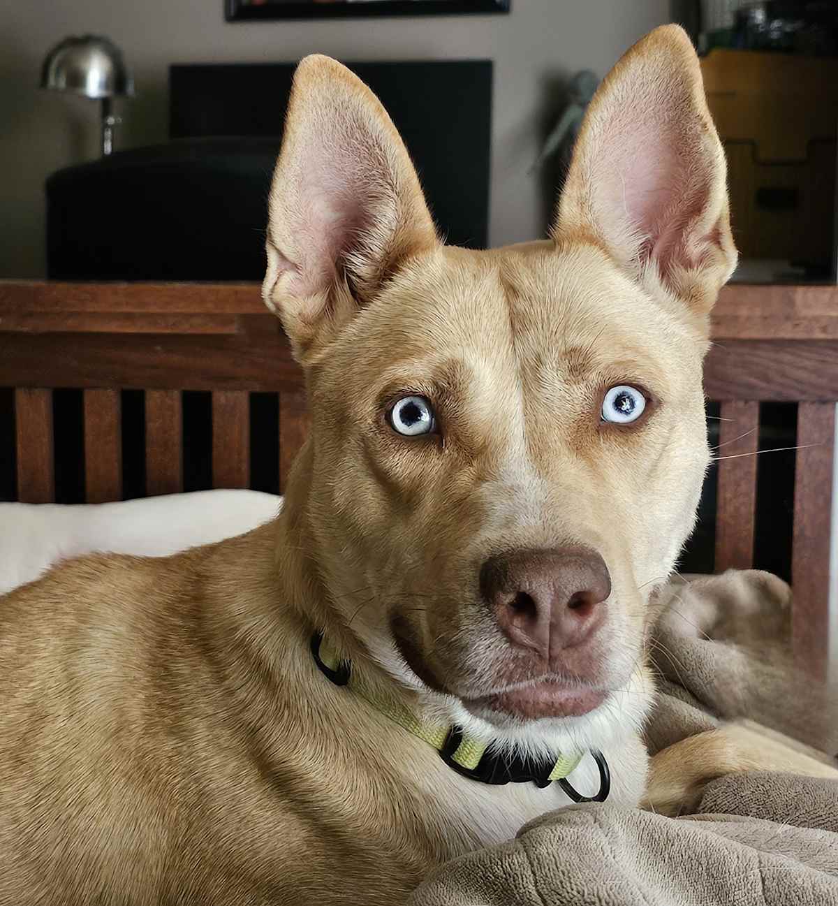 STELLA~ADOPTED! - Husky / Labrador Retriever available for adoption