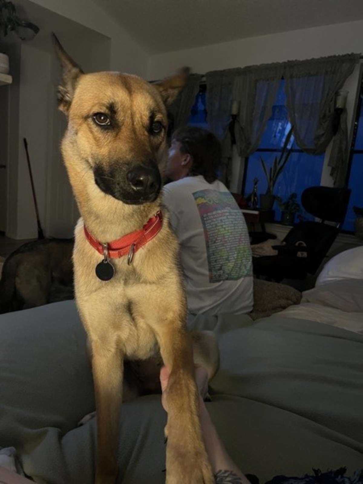 AKIRA - German Shepherd Dog available for adoption