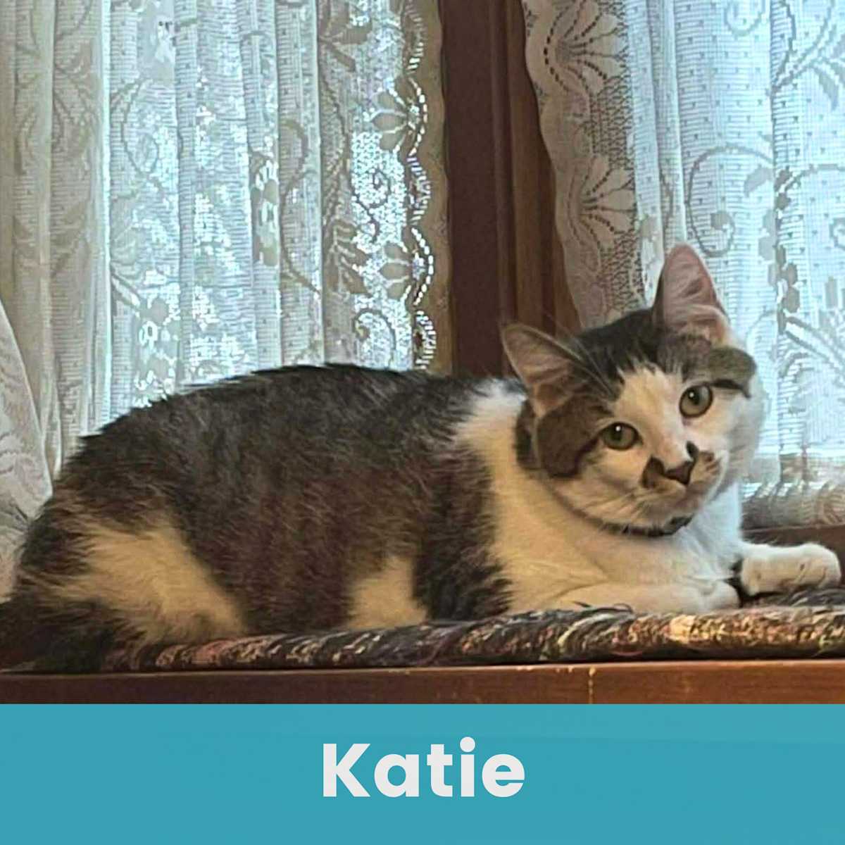 KATIE - Domestic Shorthair for adoption in Rochester