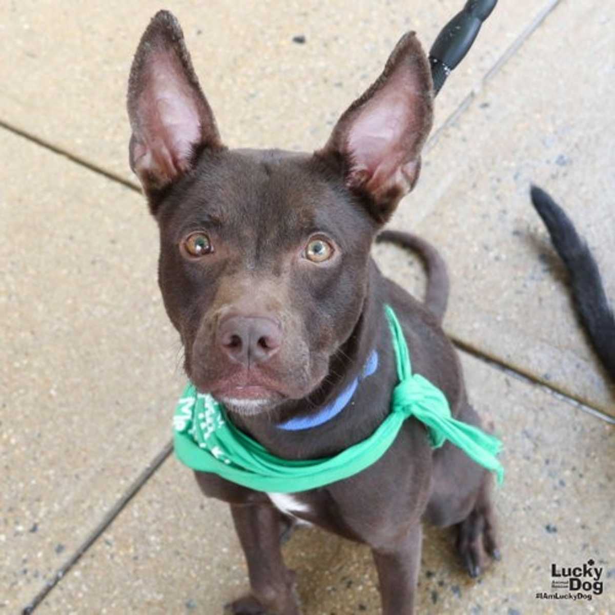 BOWIE - Retriever (Unknown Type) / Terrier (Unknown Type, Medium) available for adoption