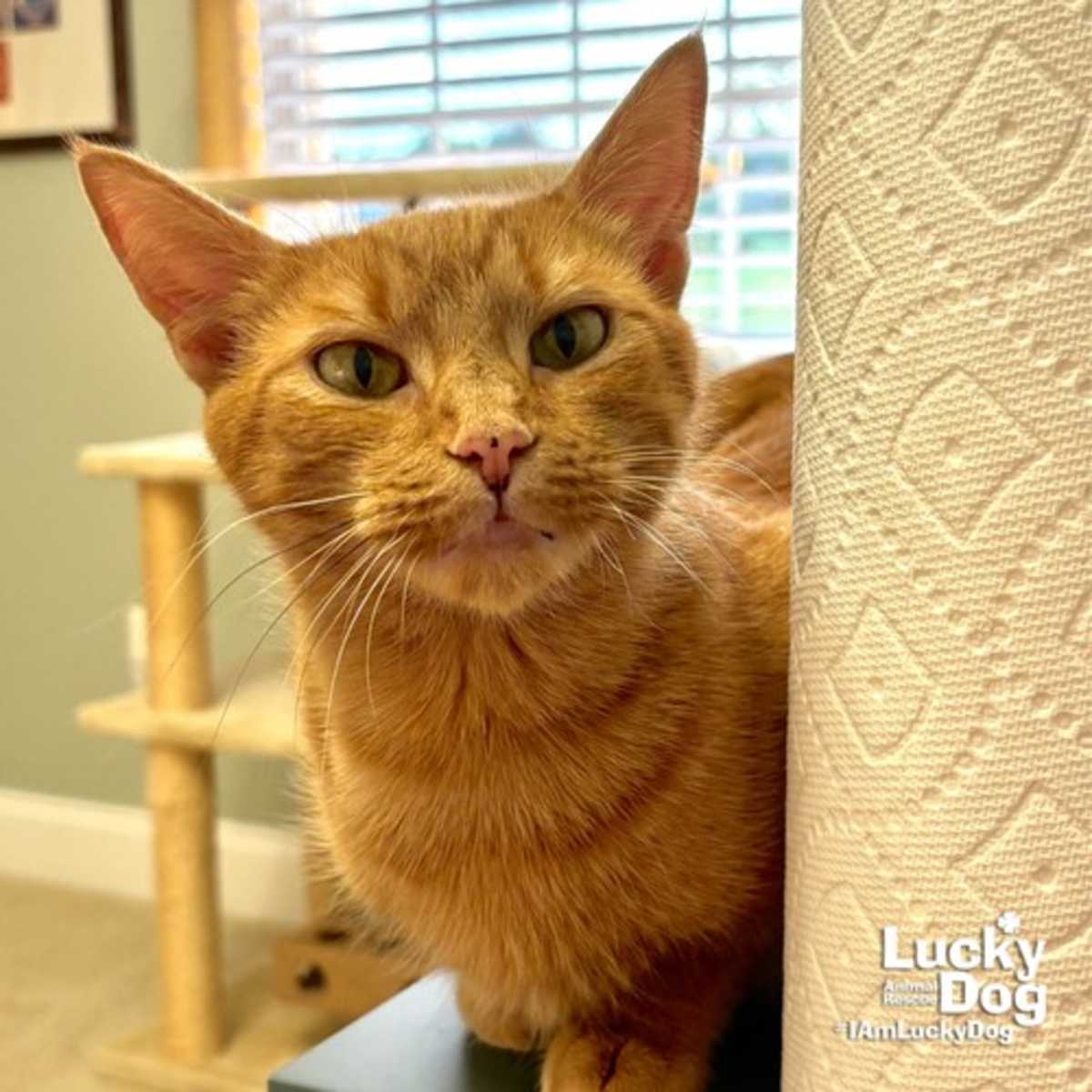 ELLE - Domestic Shorthair available for adoption