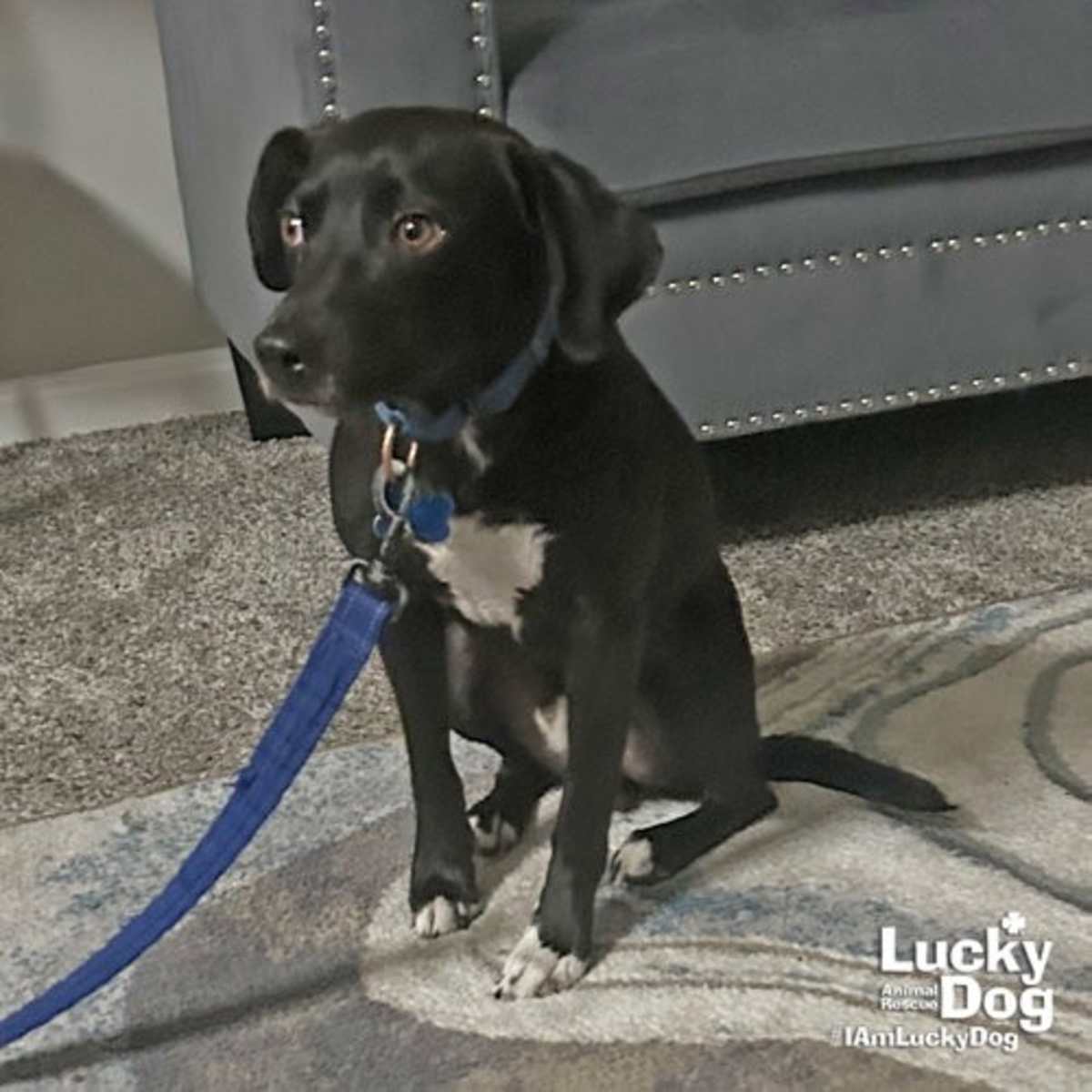 HEMLOCK - Beagle / Labrador Retriever available for adoption