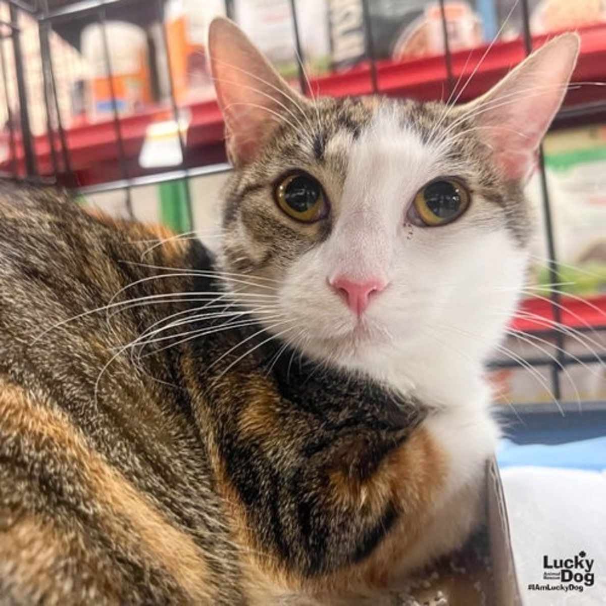TULLY - Domestic Shorthair available for adoption