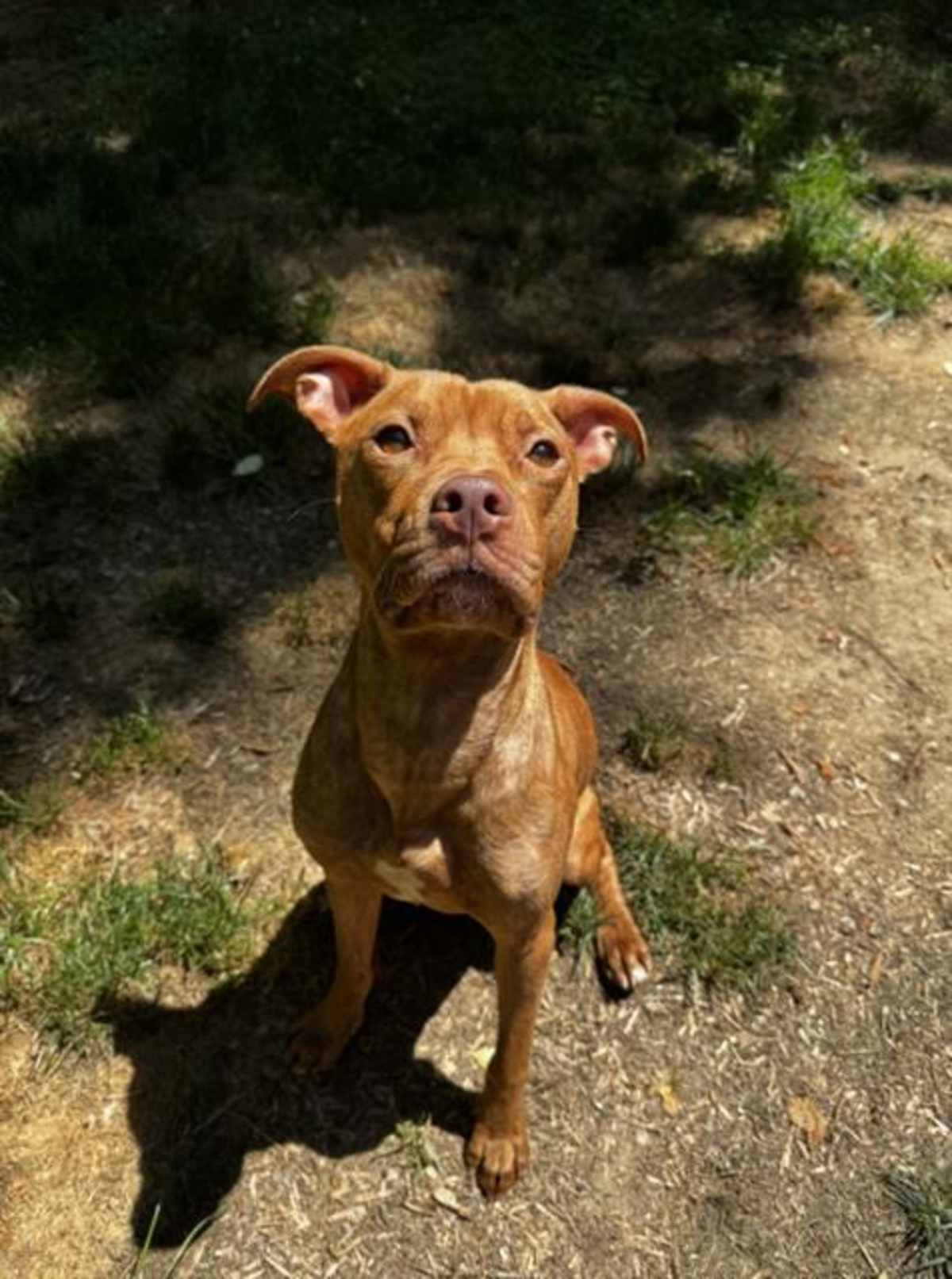 CRAWLER - American Pit Bull Terrier available for adoption