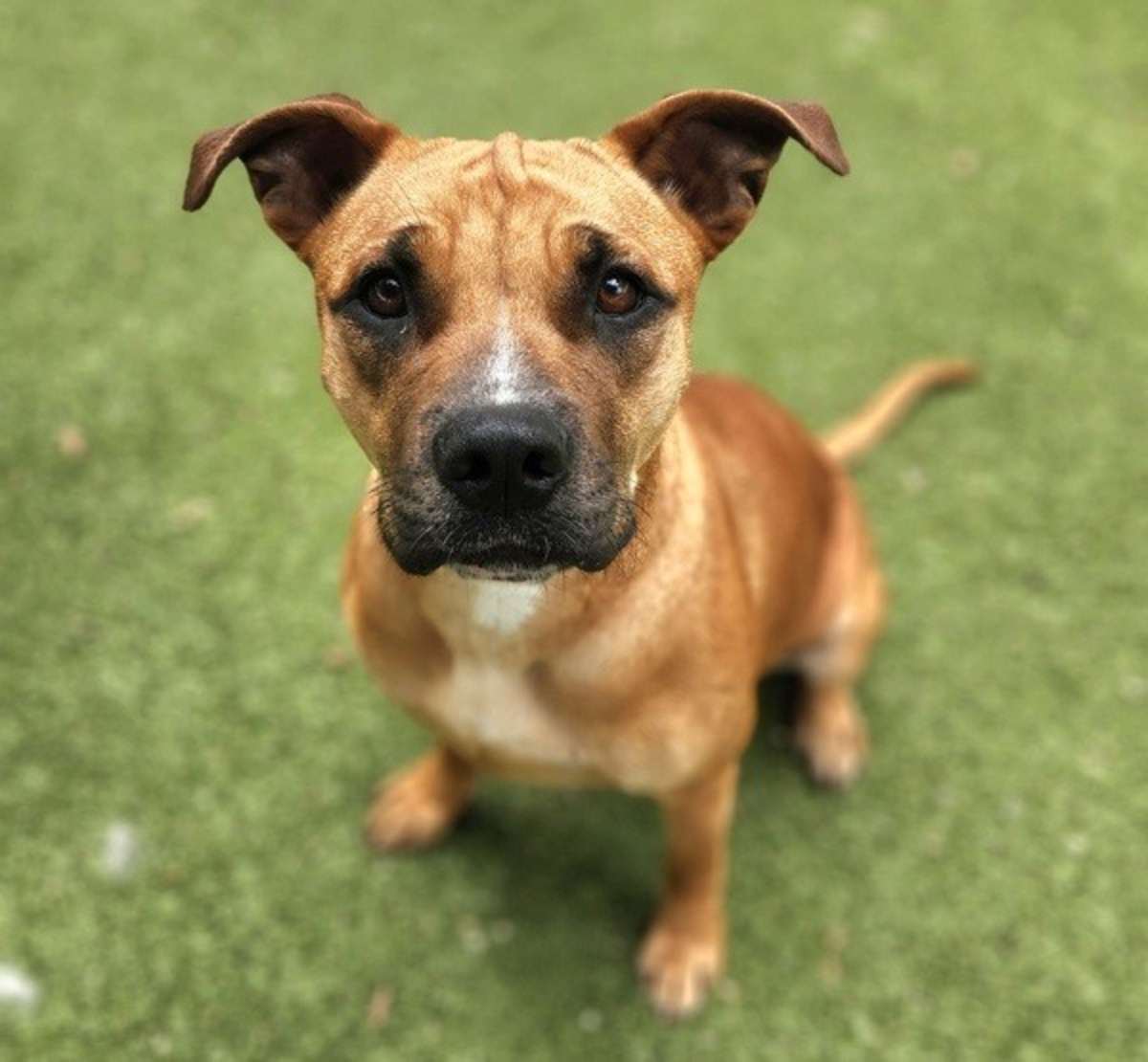 VENUS - Black Mouth Cur / American Pit Bull Terrier available for adoption