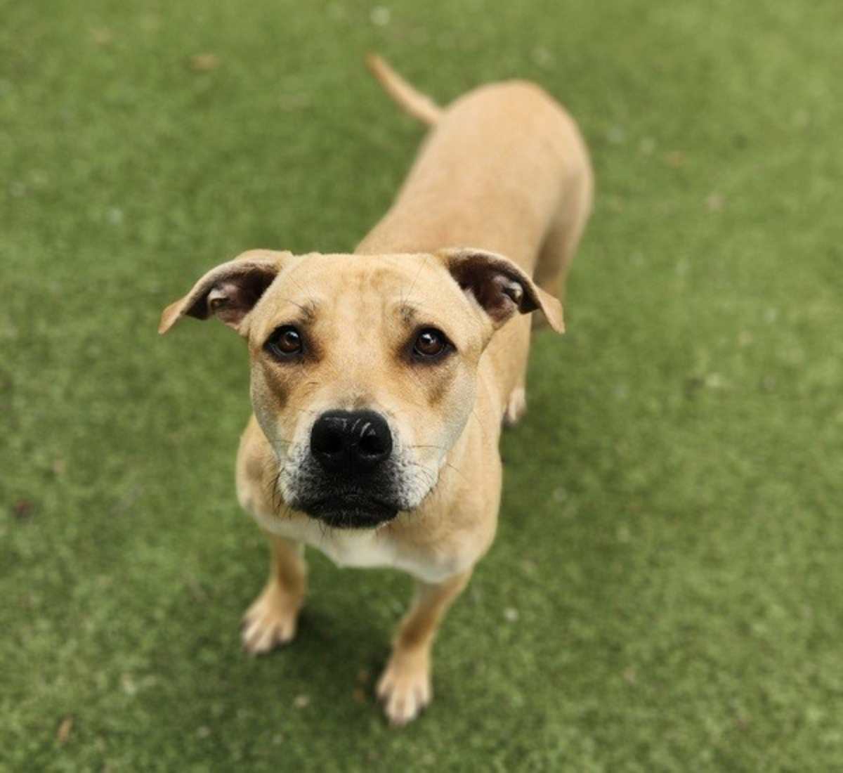 SERENA - Black Mouth Cur / American Pit Bull Terrier available for adoption