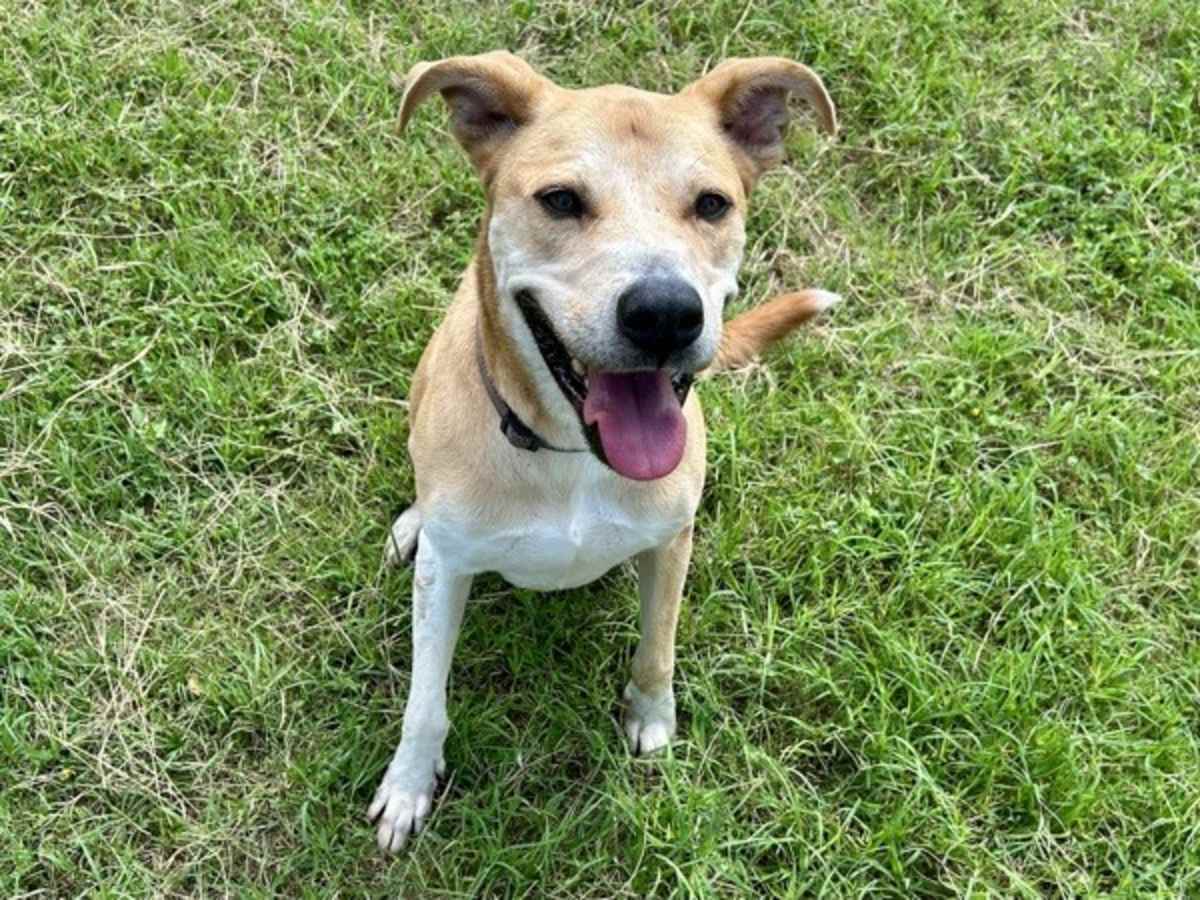 KILO - Labrador Retriever available for adoption