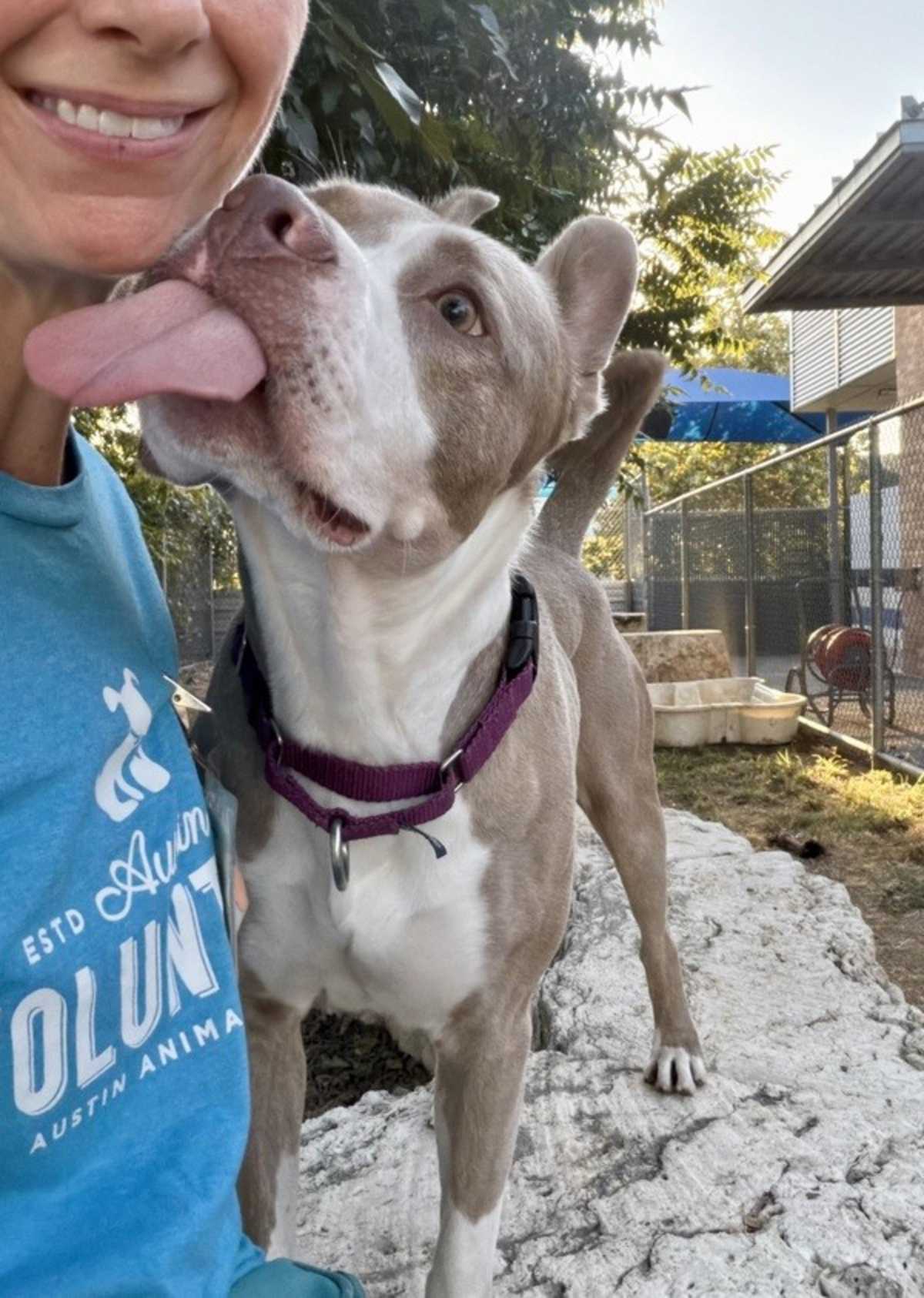 CHANCHO - American Pit Bull Terrier available for adoption