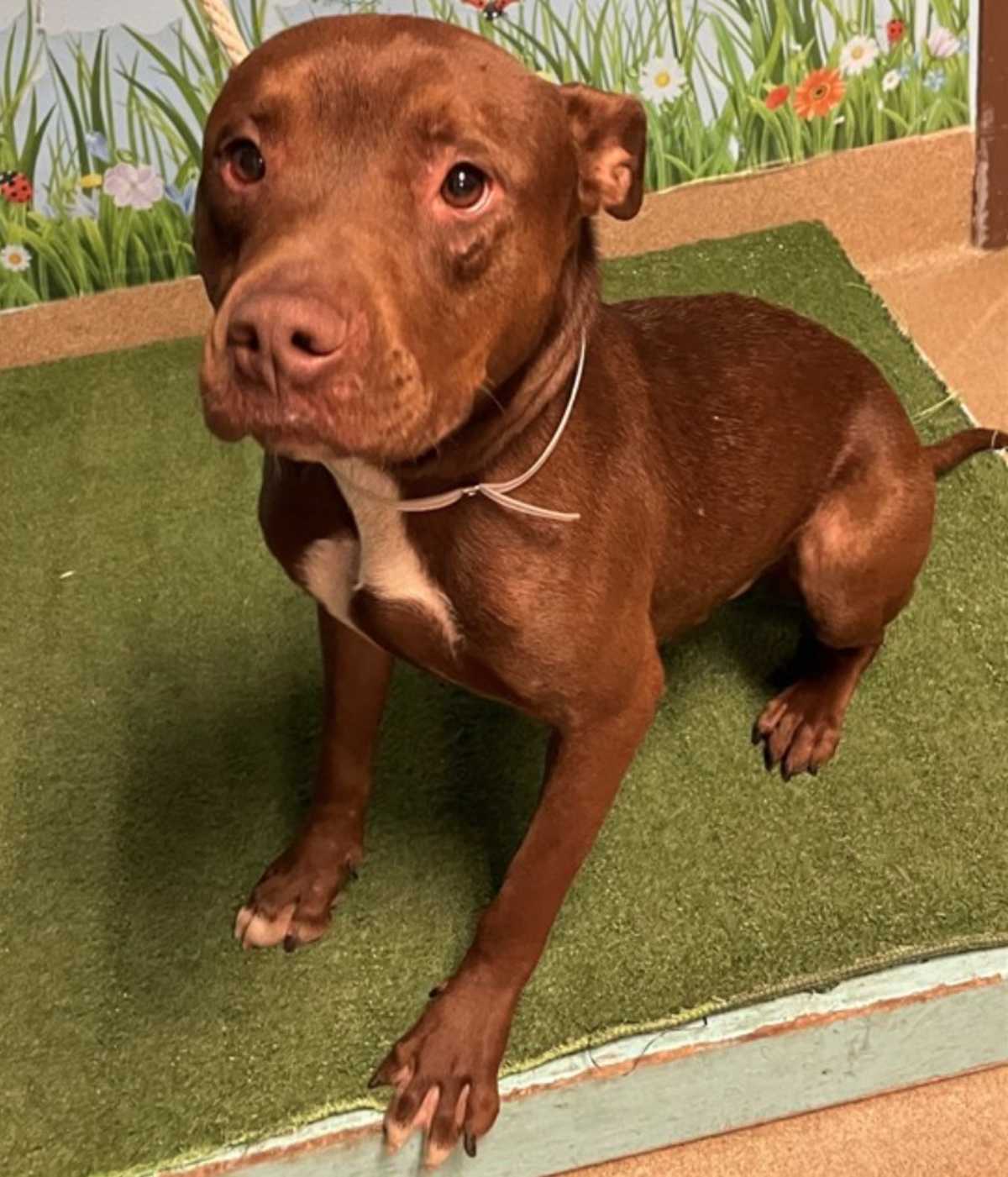 RED - Mixed Breed (Medium) available for adoption