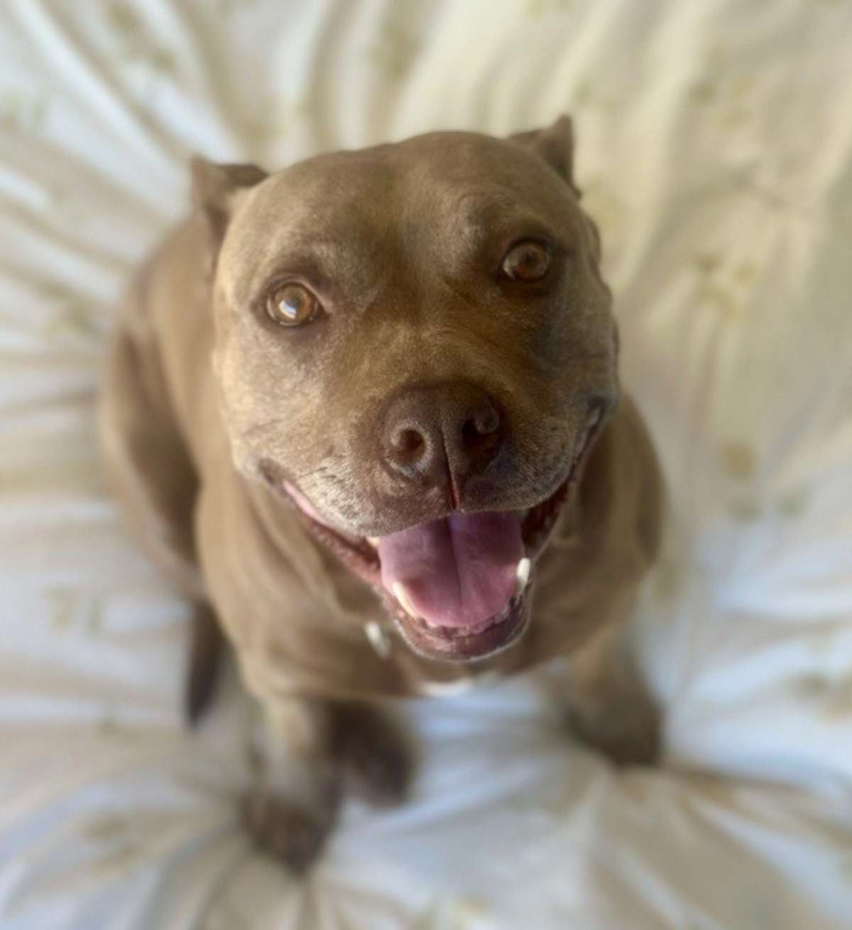 LOUISE - American Pit Bull Terrier for adoption in Vallejo