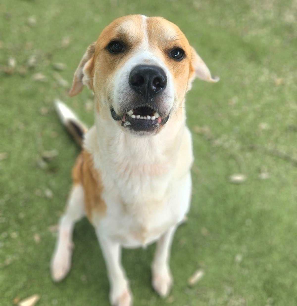 TARRAGON - Labrador Retriever available for adoption
