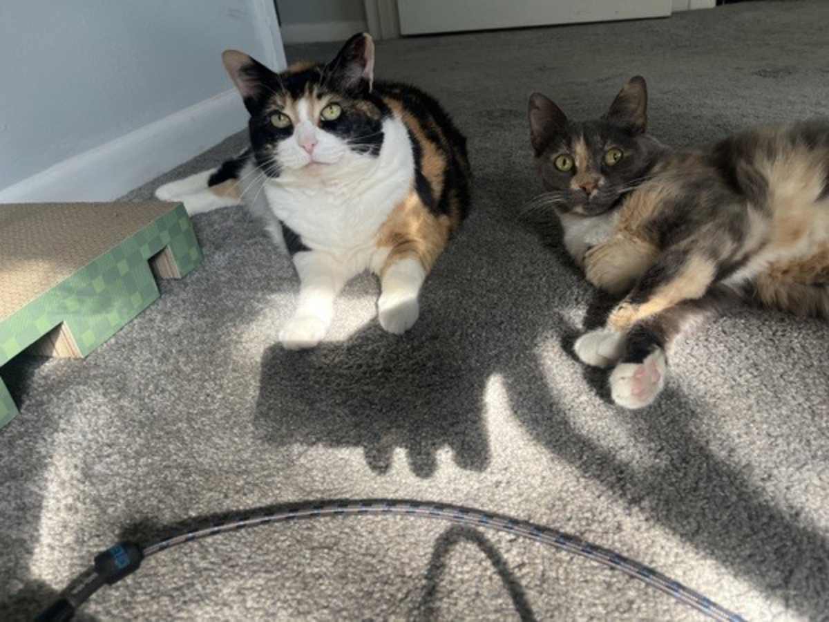 CHERRY - Domestic Shorthair available for adoption