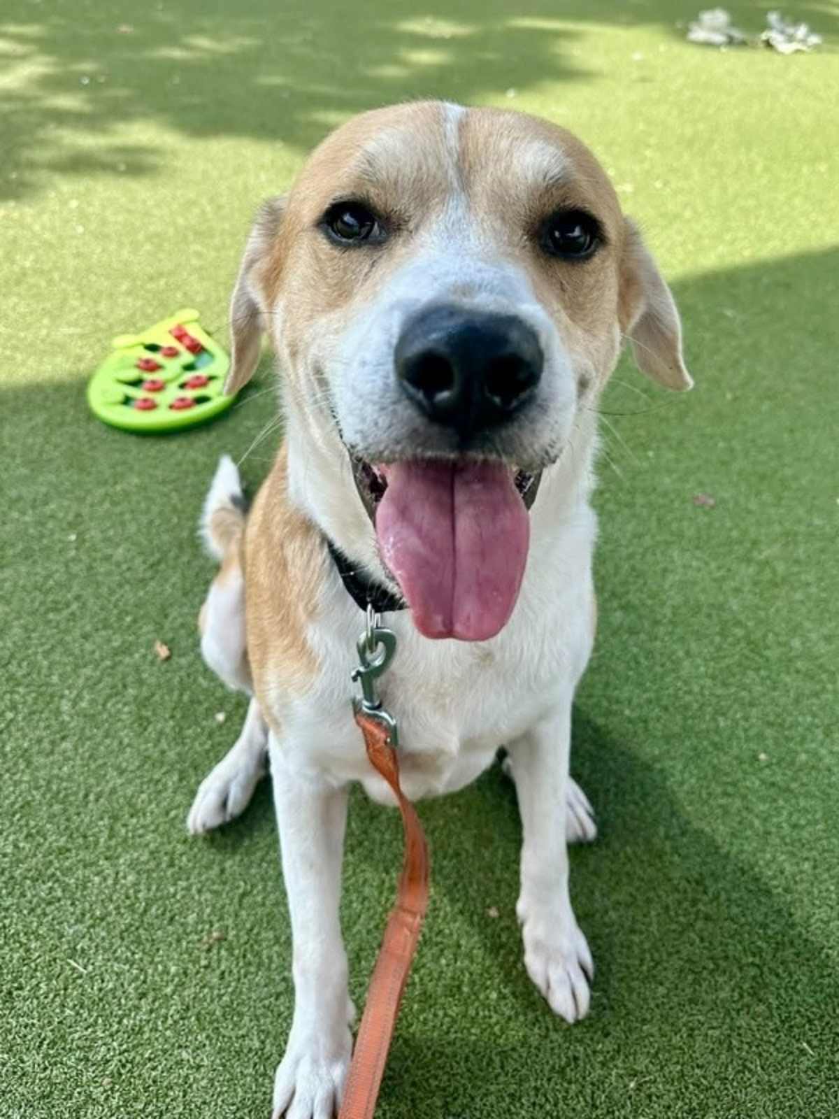 TARRAGON - Labrador Retriever available for adoption