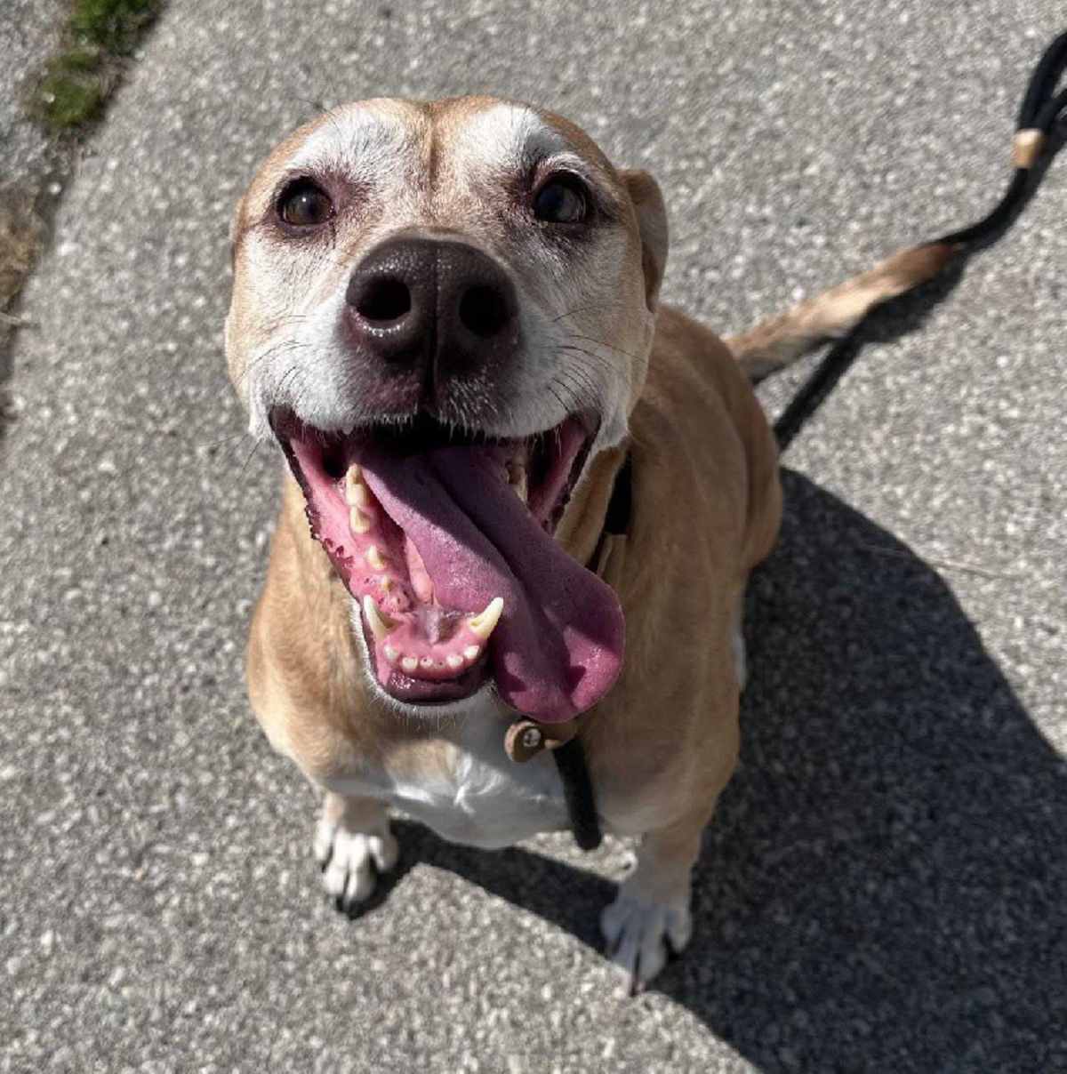 COCOA - Labrador Retriever available for adoption
