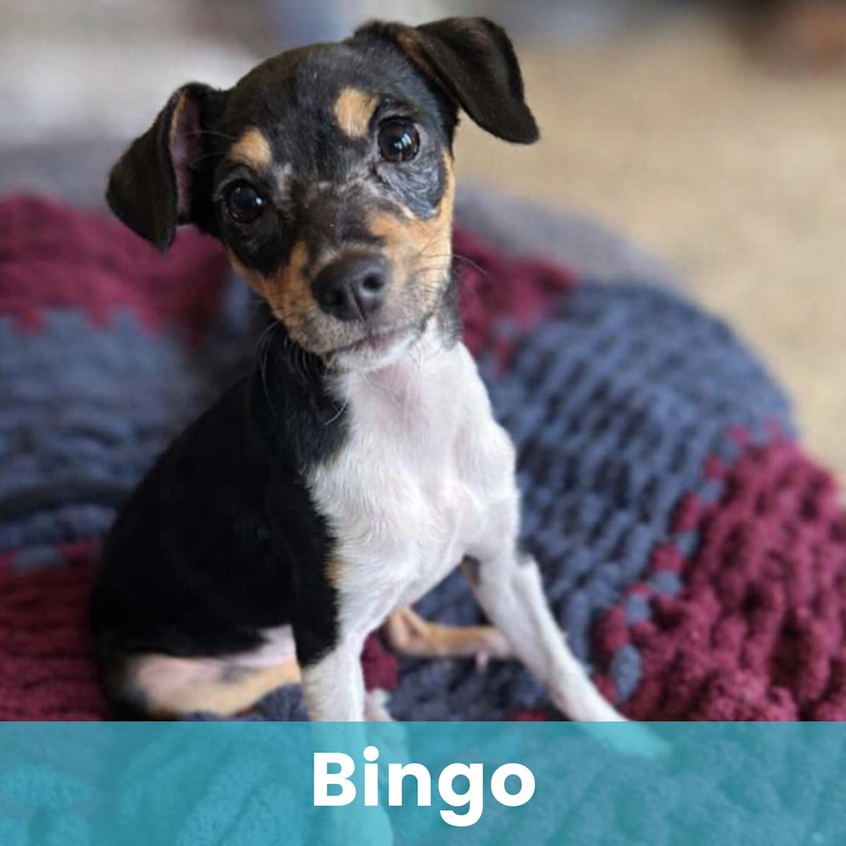 BINGO - Mixed Breed (Small) for adoption in Rochester