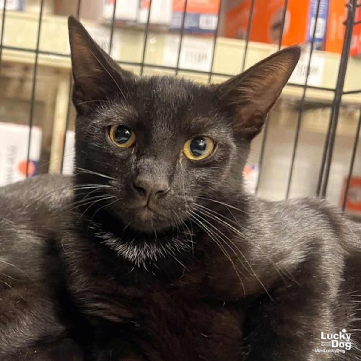 SISSY - Domestic Shorthair available for adoption