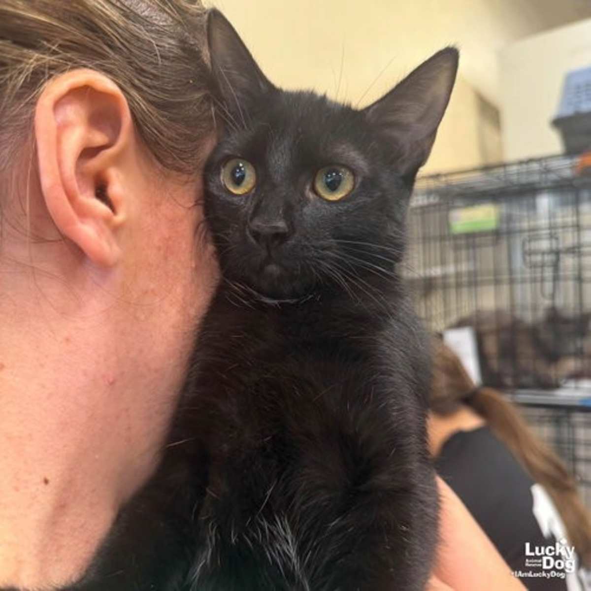 SABLE - Domestic Shorthair available for adoption