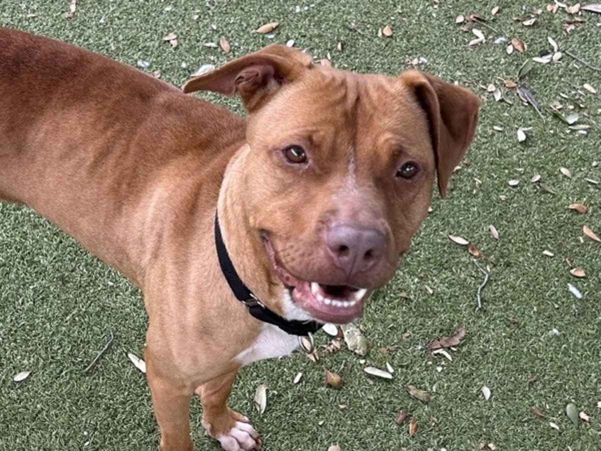 LYRIC - American Pit Bull Terrier available for adoption