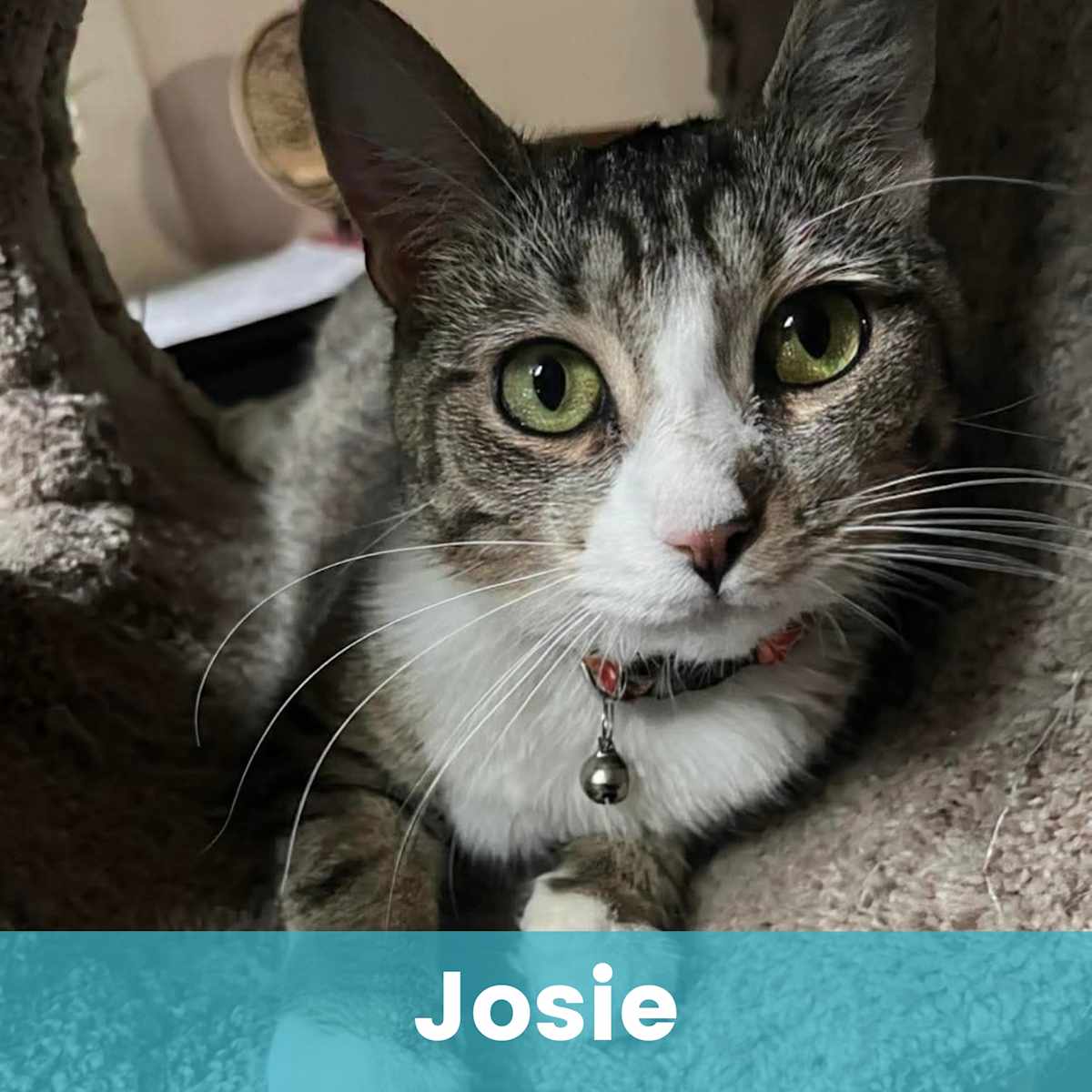 JOSIE - Domestic Shorthair for adoption in Rochester