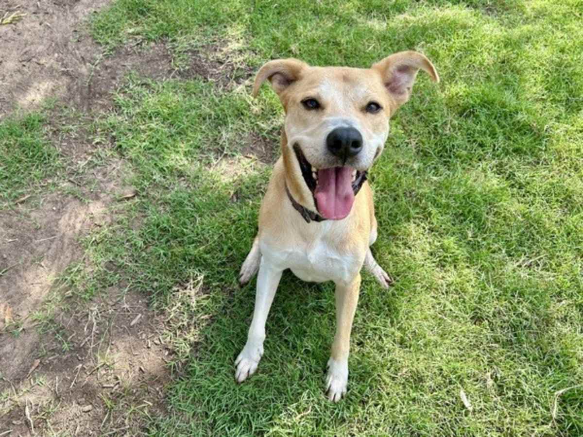 KILO - Labrador Retriever available for adoption