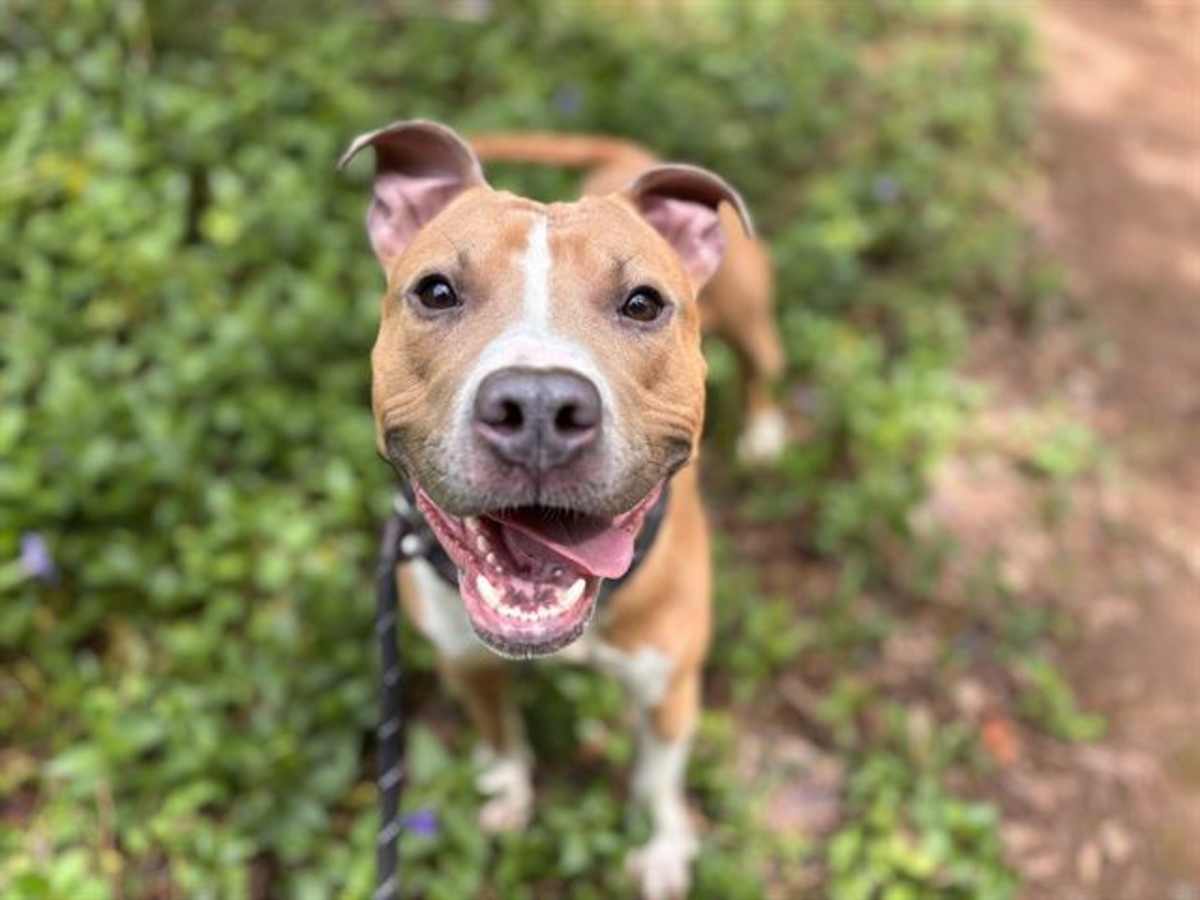 TONY - American Pit Bull Terrier available for adoption