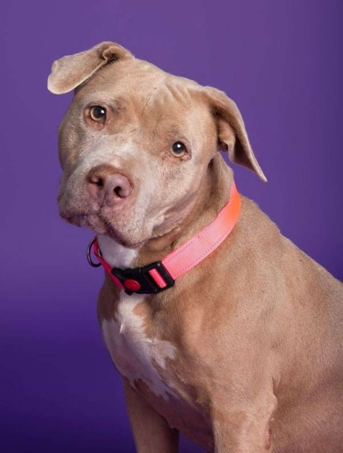 KANGASKHAN - American Pit Bull Terrier available for adoption