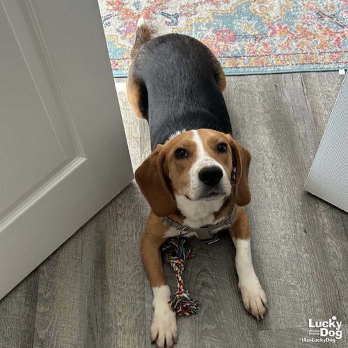 KEVIN - Beagle available for adoption