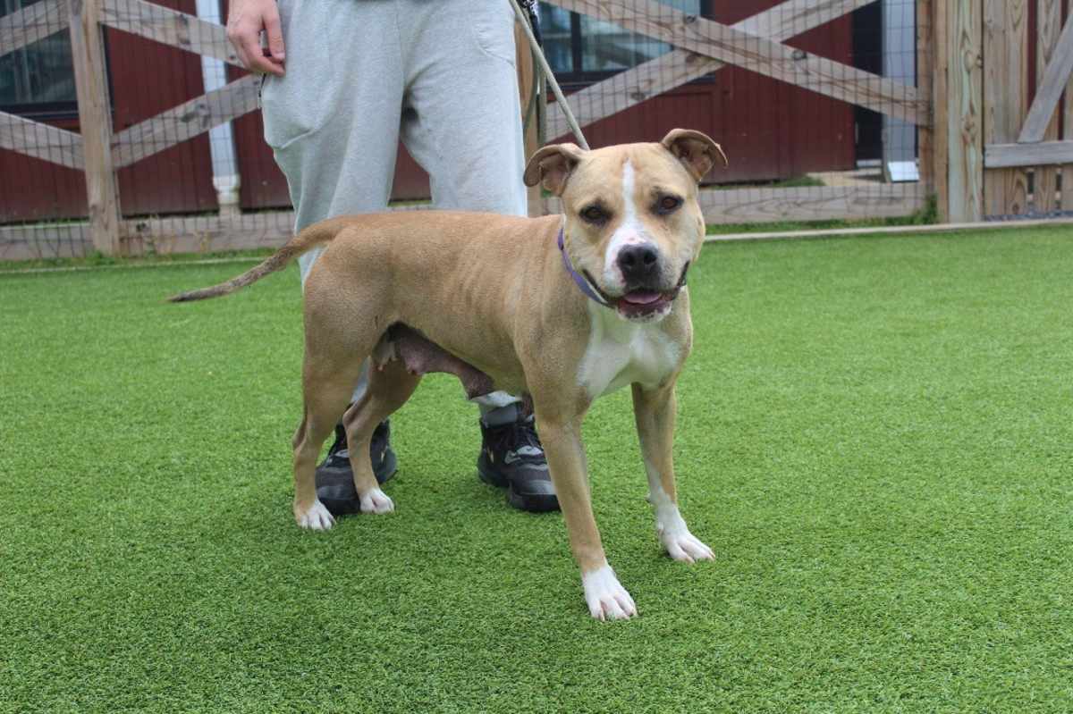 SUGAR - American Pit Bull Terrier available for adoption