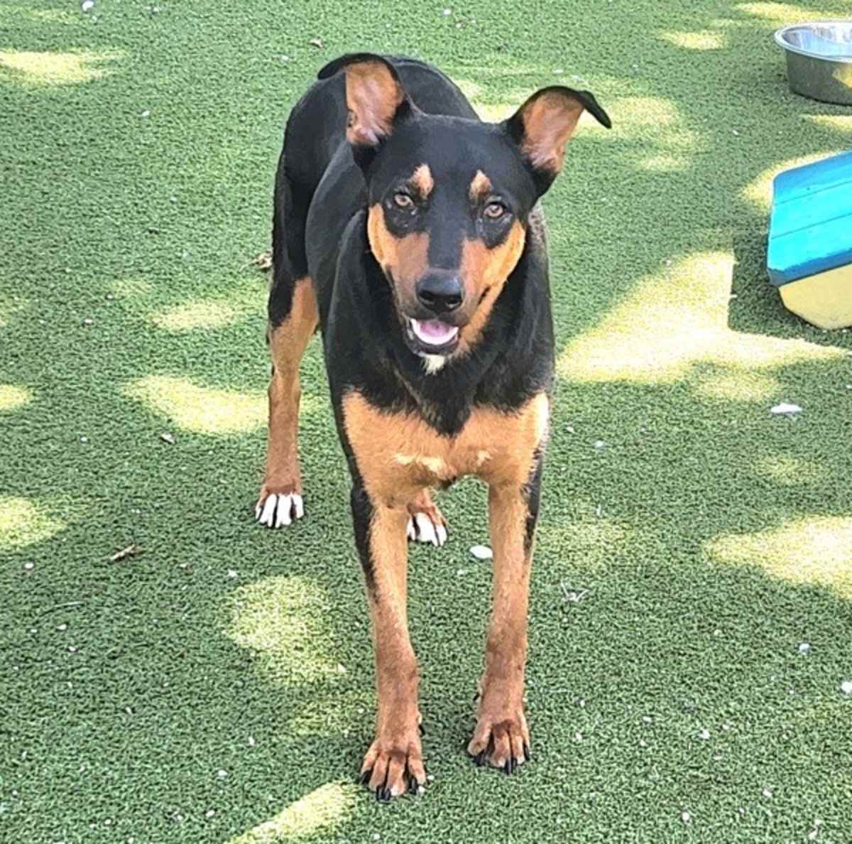 SHAKIRA - Australian Kelpie available for adoption