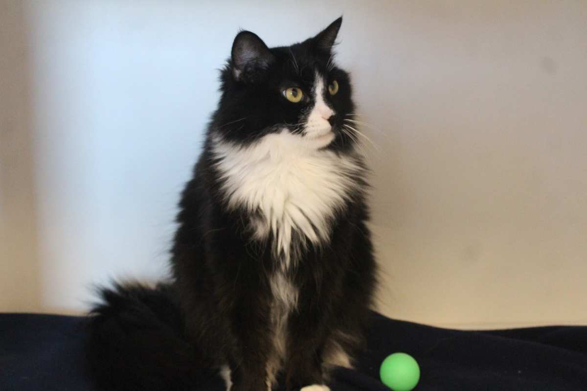 A BOY NAMED SUE - Domestic Mediumhair available for adoption