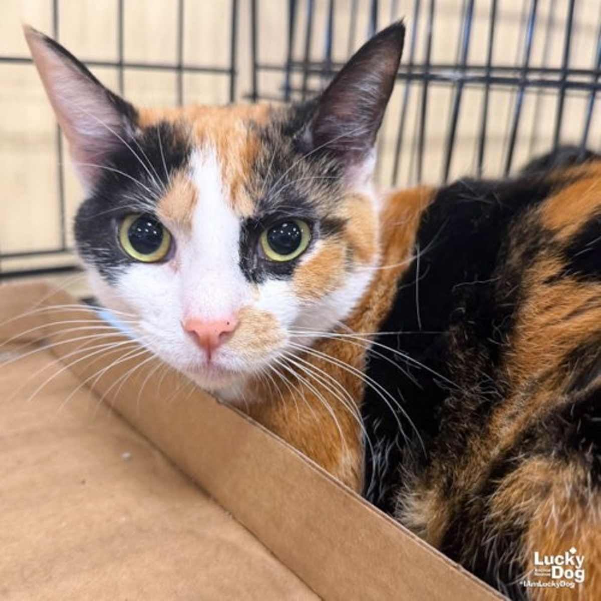 TRIPIE - Domestic Shorthair available for adoption
