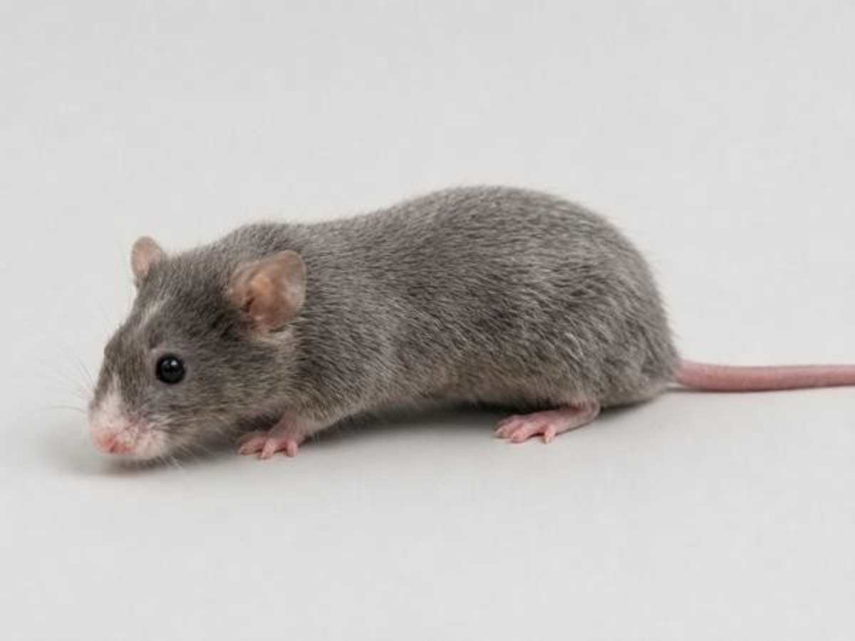 CHUTNEY - Mouse available for adoption