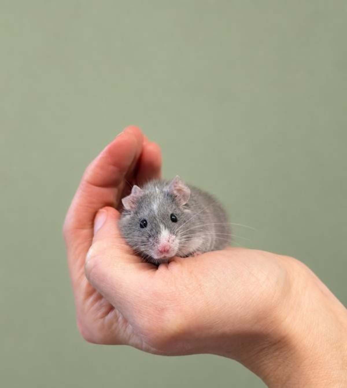 CHUTNEY - Mouse available for adoption