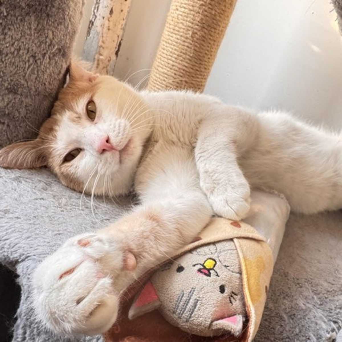 CREAMSICLE - Domestic Shorthair for adoption in Paterson