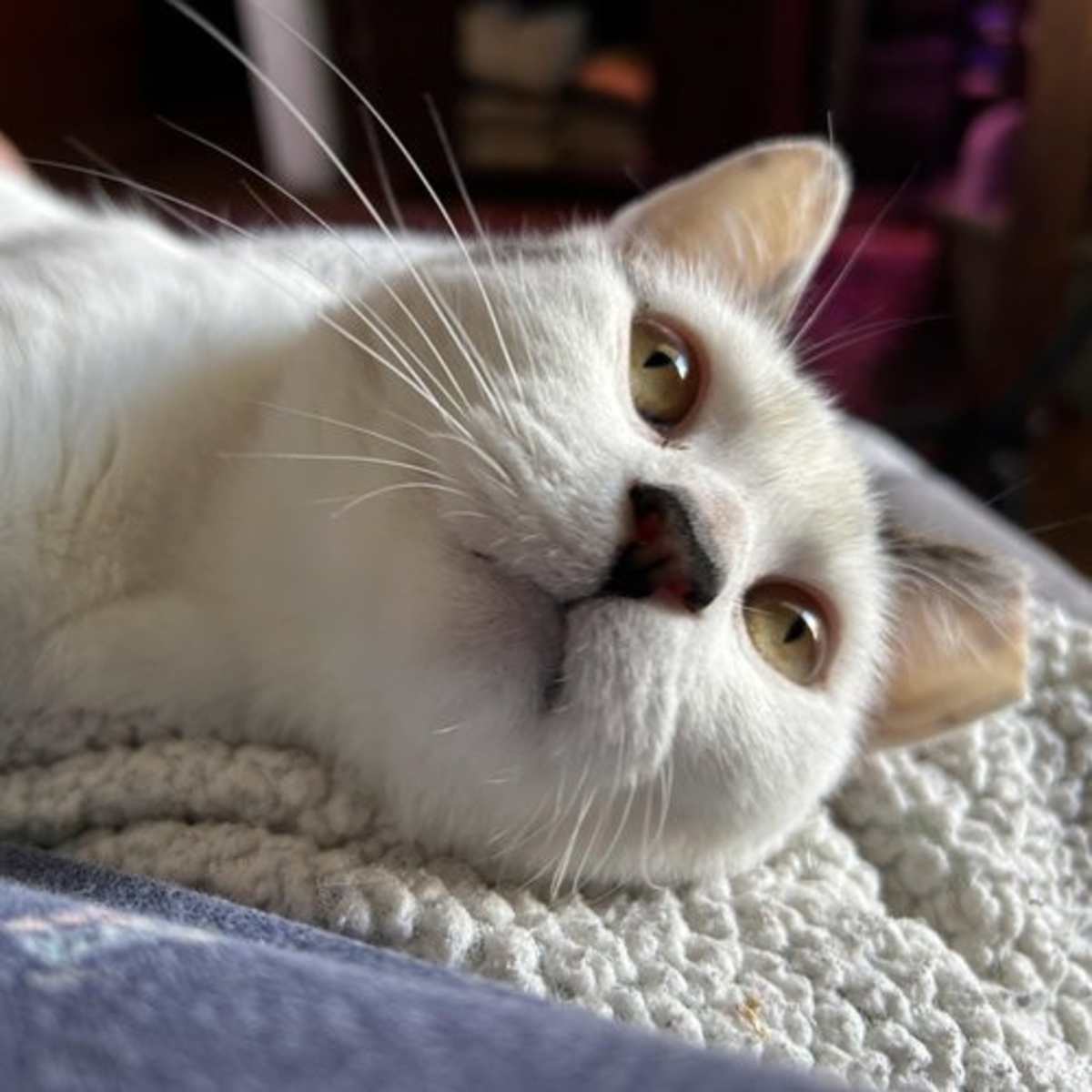 SUKI - Domestic Shorthair for adoption in Paterson