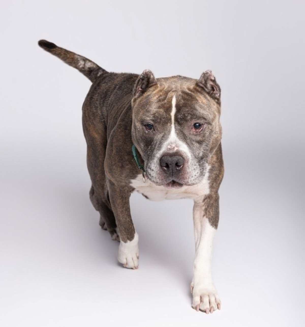 STORMIE RAIN - American Bulldog available for adoption