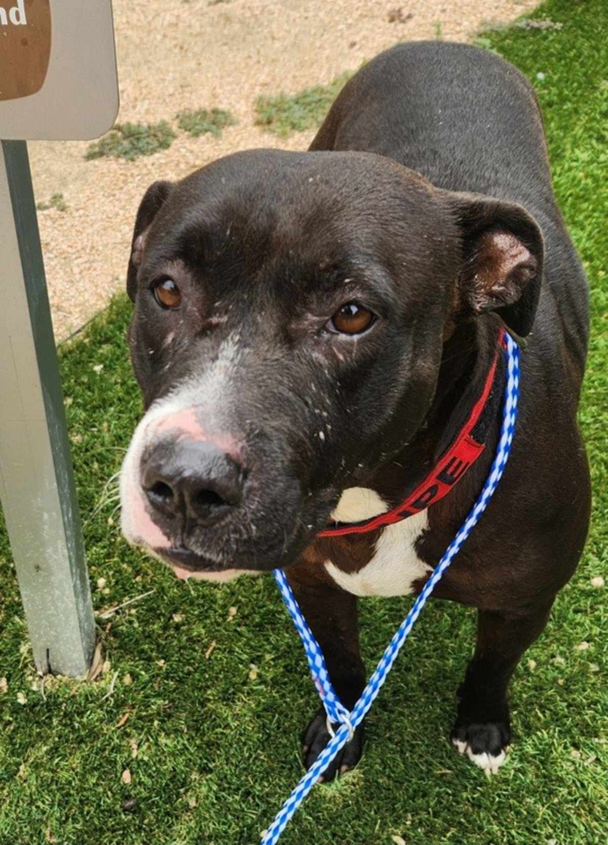 ZINNIA - Labrador Retriever available for adoption