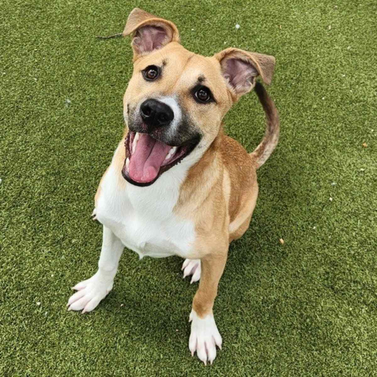 WEB - Labrador Retriever available for adoption