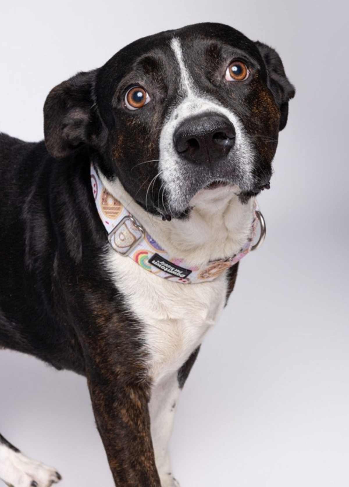 BRUCE - American Staffordshire Terrier available for adoption