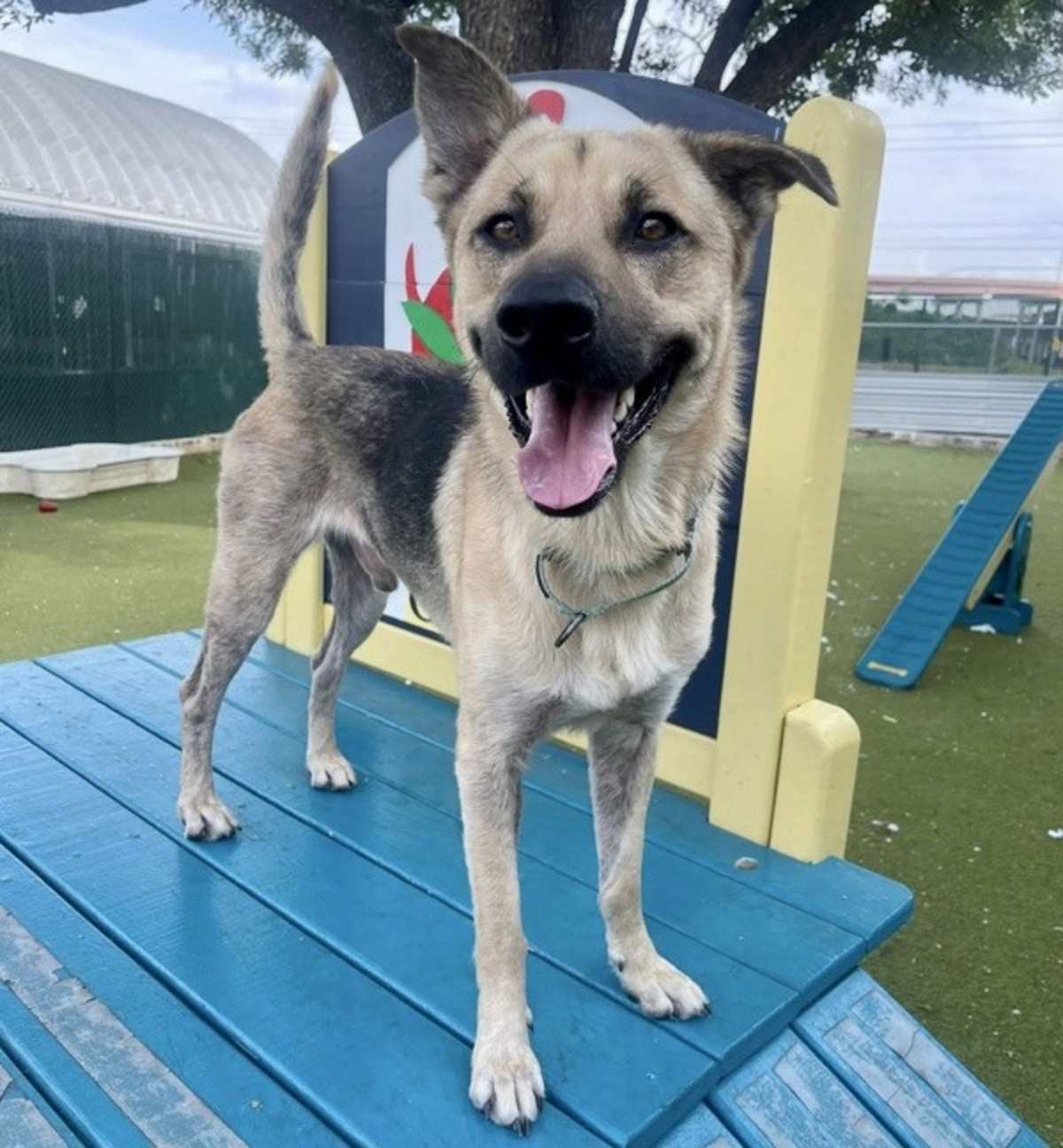 FINCH - German Shepherd Dog available for adoption