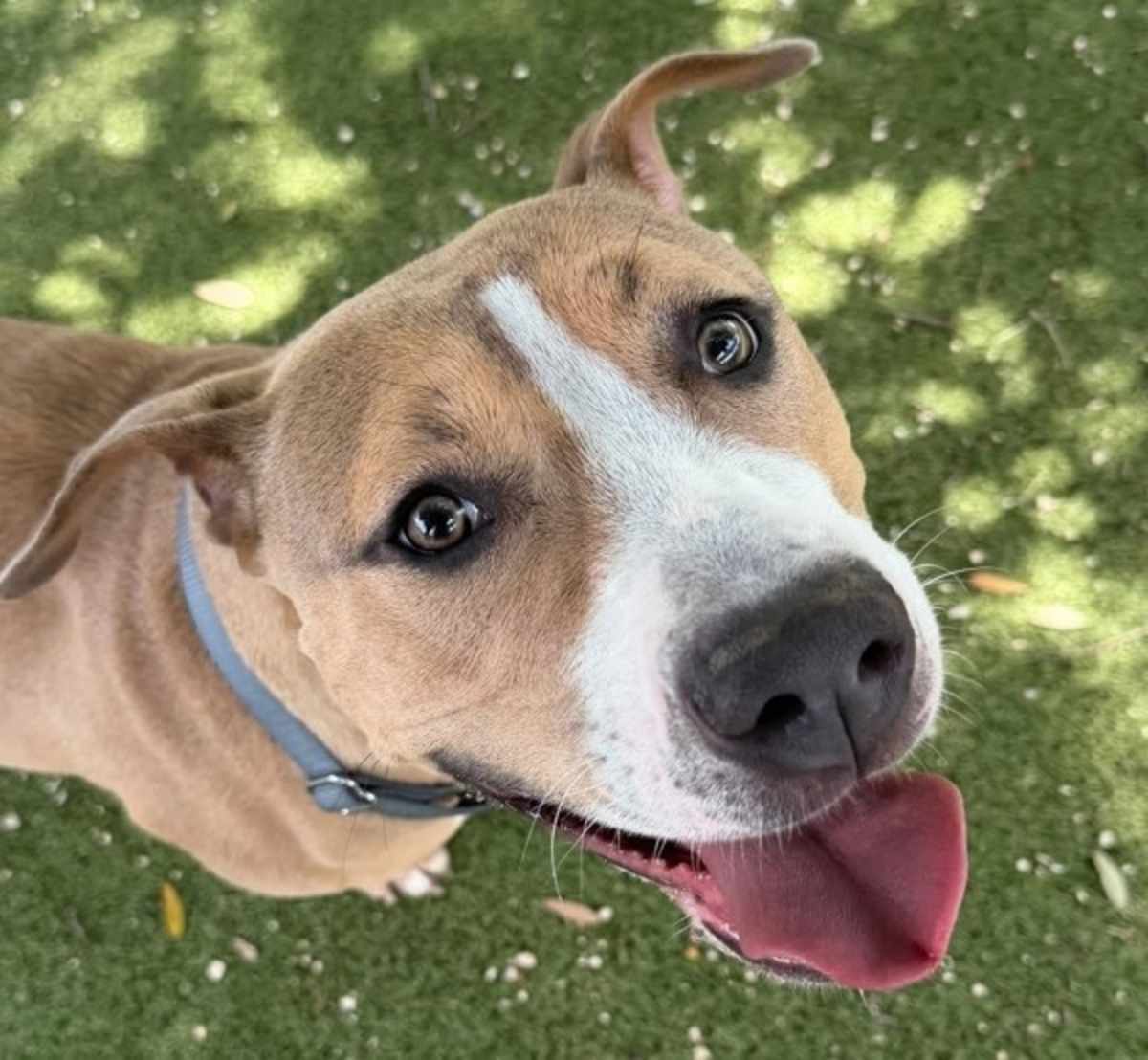 RHIANNON - American Pit Bull Terrier available for adoption