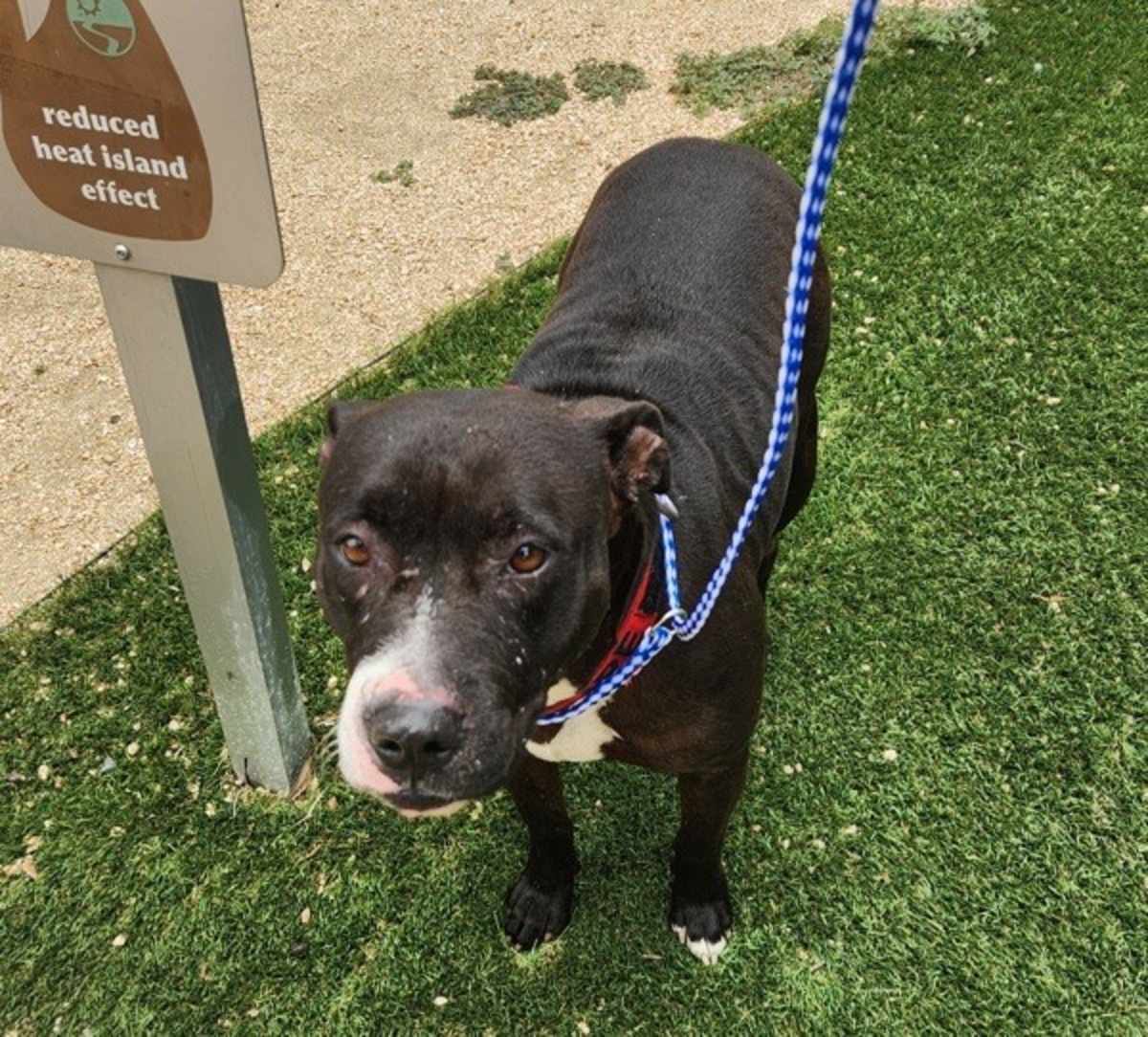 ZINNIA - Labrador Retriever available for adoption