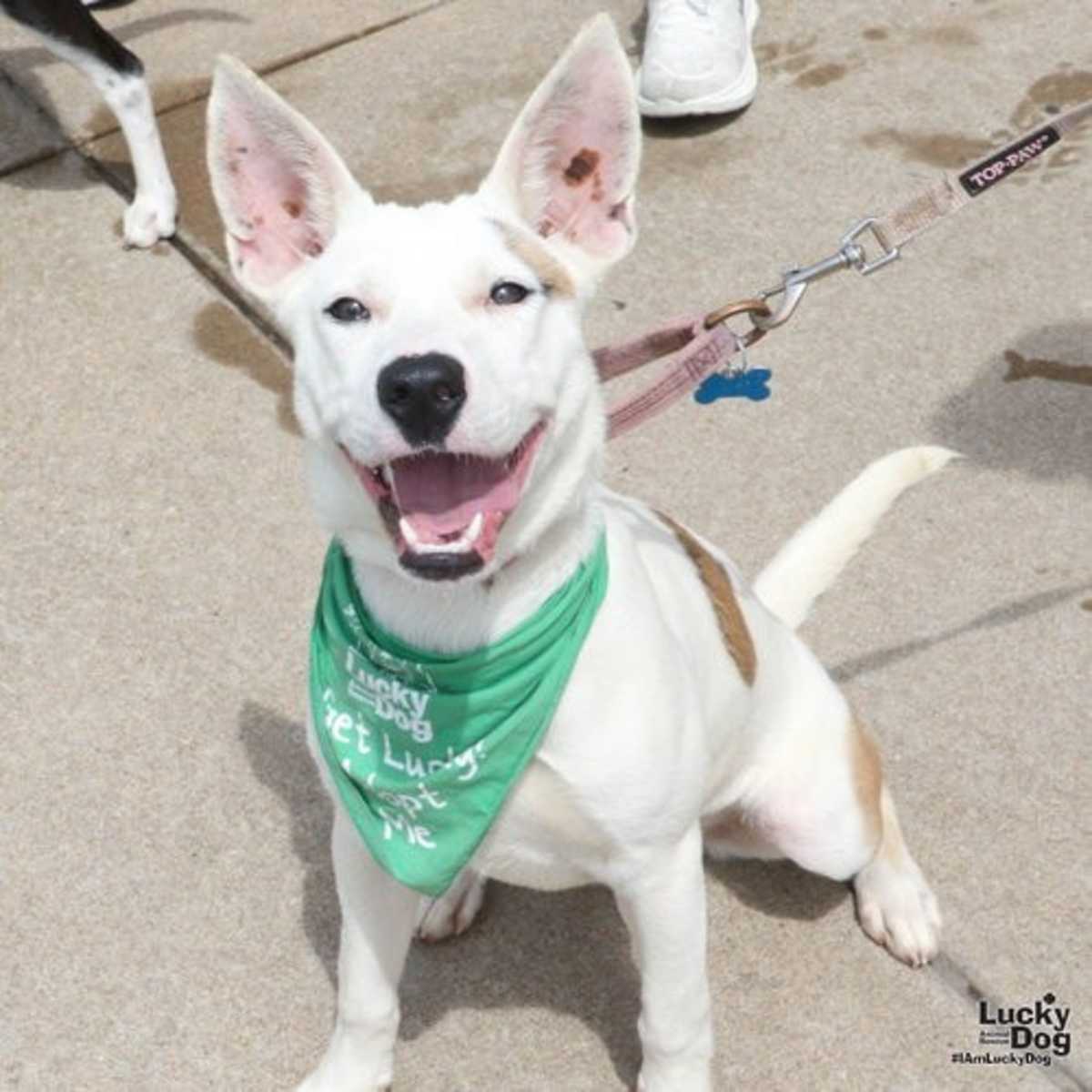 BETTY ROSS - Carolina Dog available for adoption