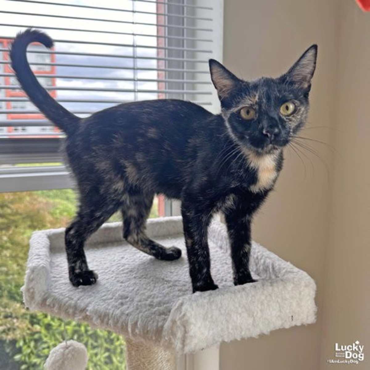 REESE CUP - Domestic Shorthair available for adoption