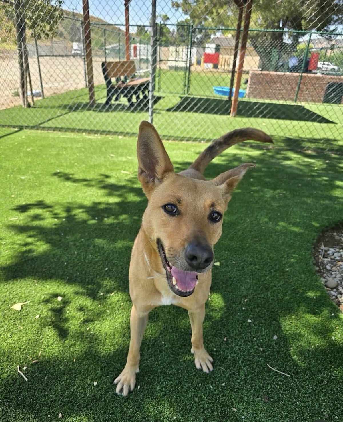 IRIS CP - Carolina Dog available for adoption