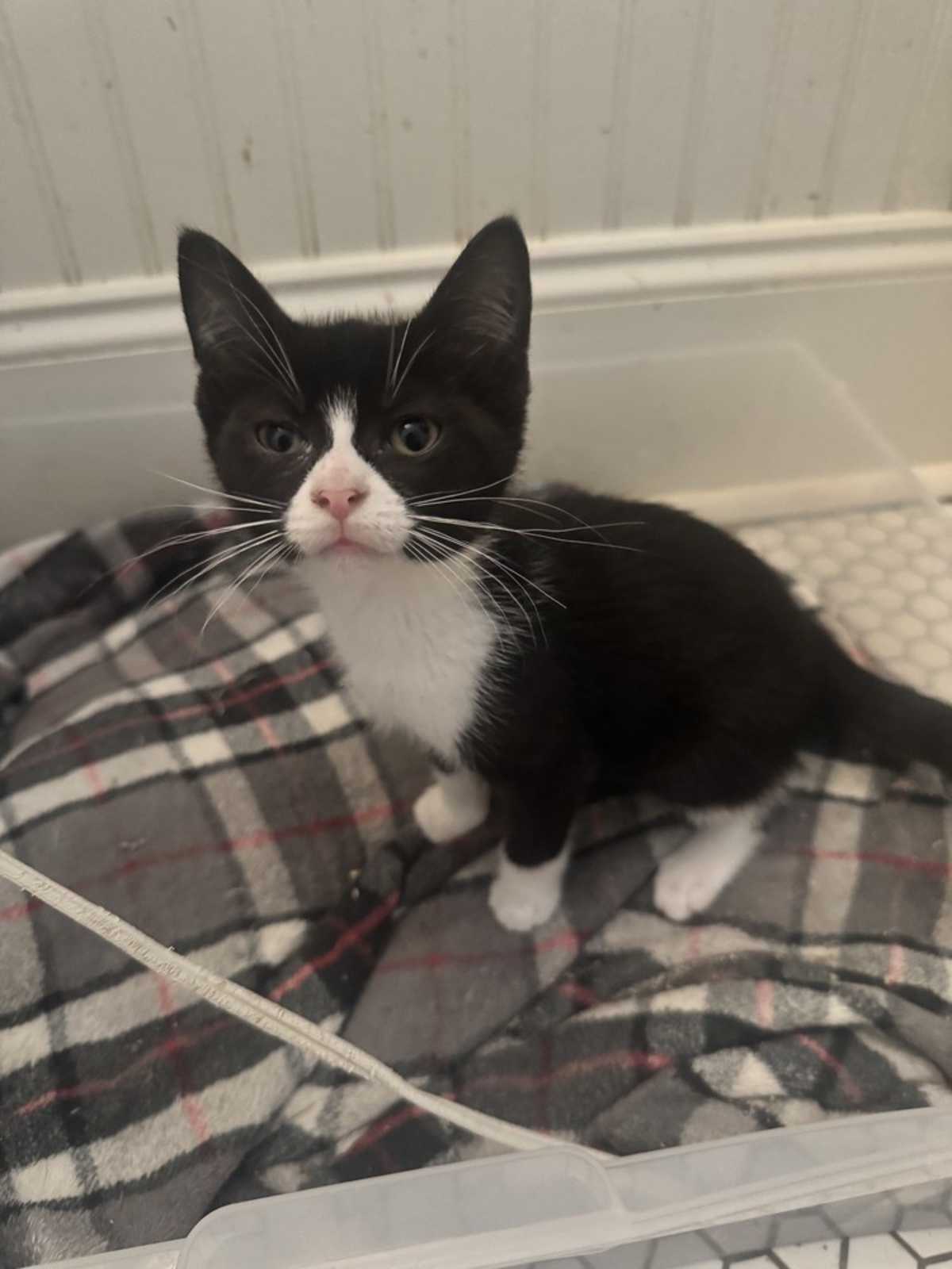 MEESH - Domestic Shorthair for adoption in Wilmington